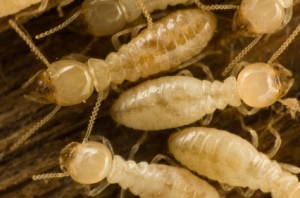 Termite Inspections in Brisbane